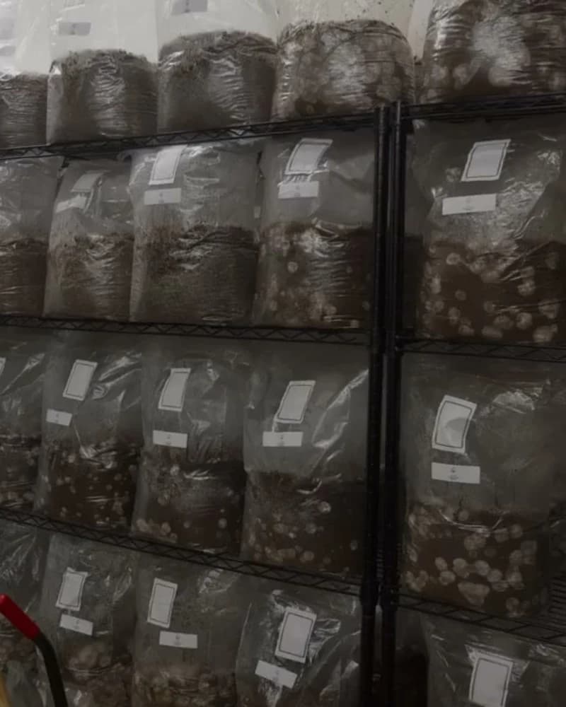 Fruiting Conditions Guide