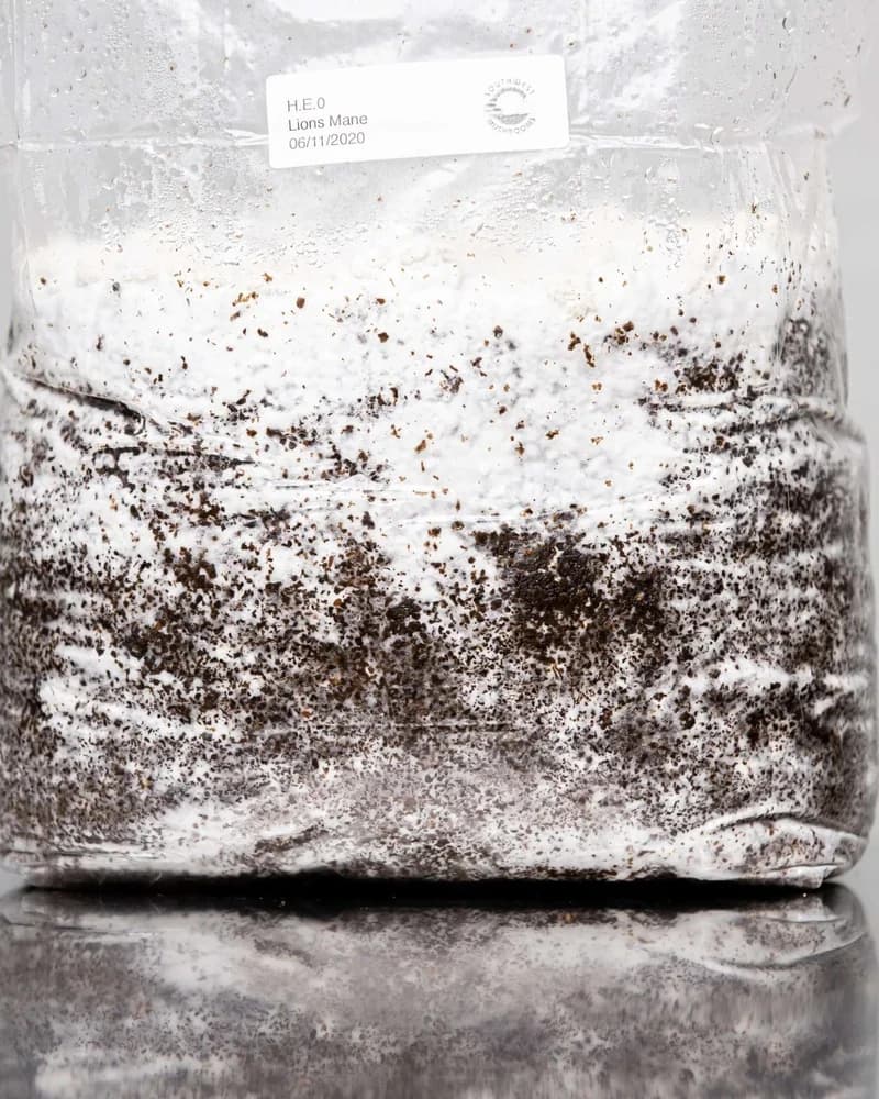 Ultimate Mushroom Quickstart