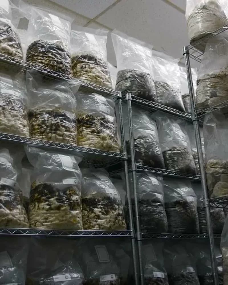 SOP Playbook: Commercial Cultivation