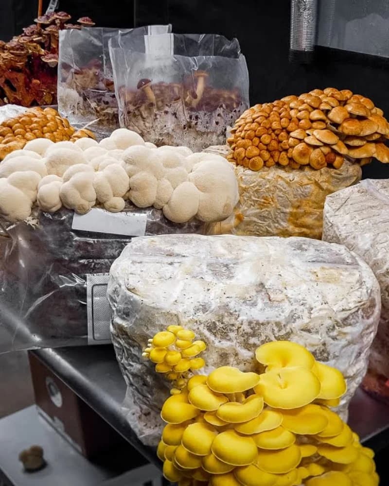 Species Master Bundle