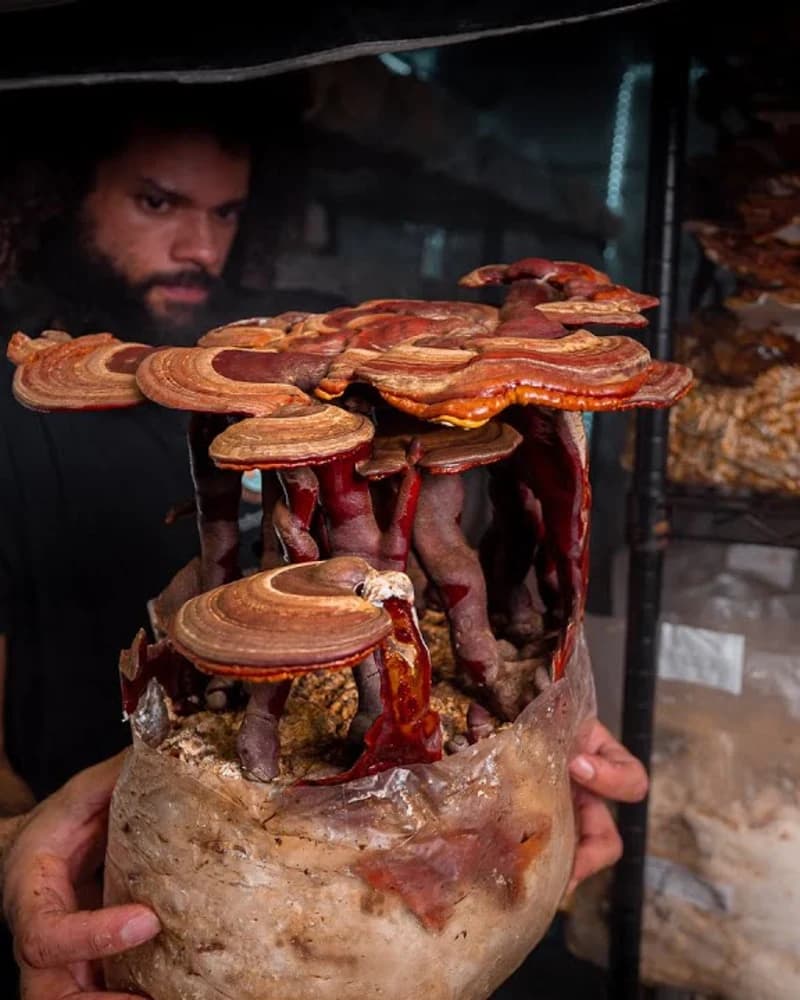 Tincture Usage Guide